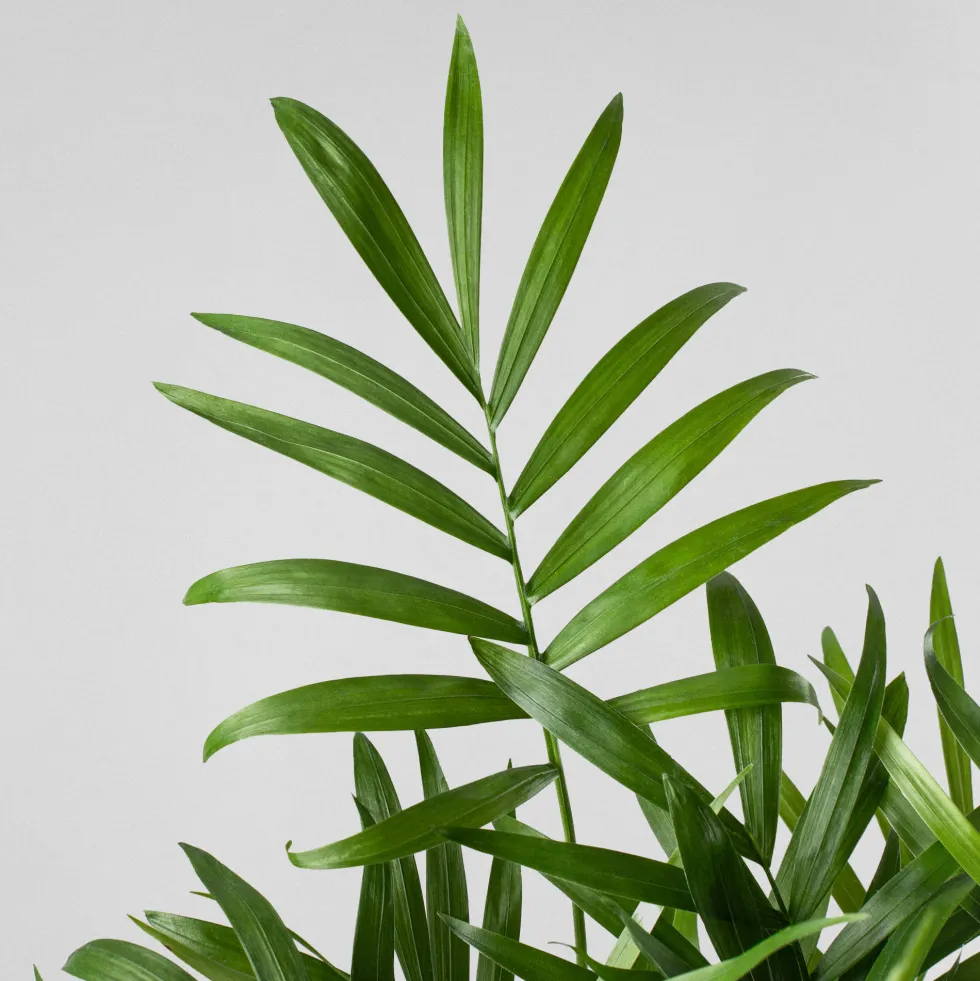 Kokedama de Chamaedorea
