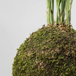 Kokedama de Chamaedorea