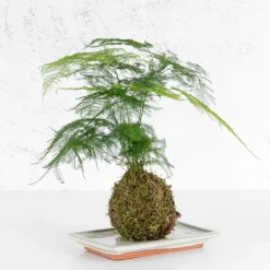 Kokedama de Esparraguera