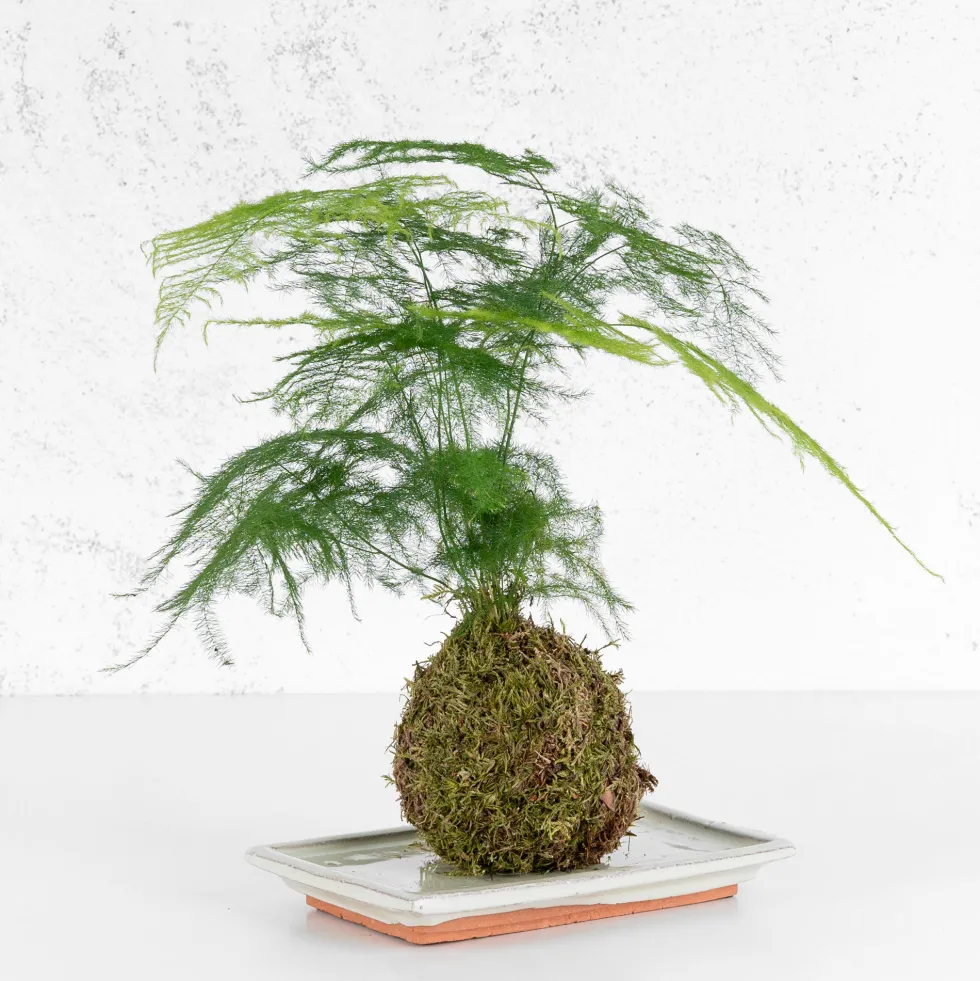 Kokedama de Esparraguera