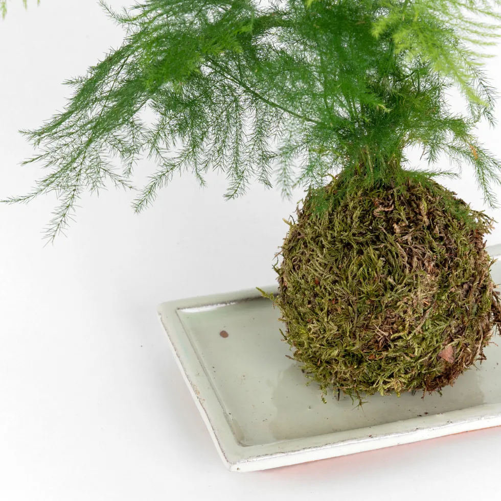 Kokedama de Esparraguera