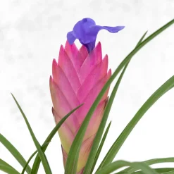 Kokedama de Tillandsia
