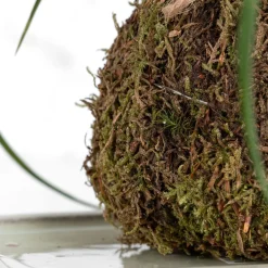 Kokedama de Tillandsia