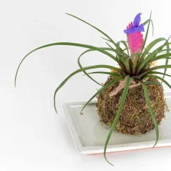 Kokedama de Tillandsia