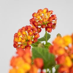 Lantana camara