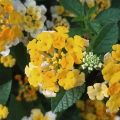 Lantana camara