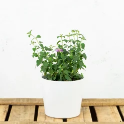 Lantana montevidensis