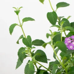Lantana montevidensis