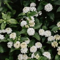 Lantana montevidensis