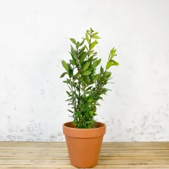 Laurel (Laurus nobilis)