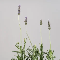 Lavanda dentata 'Candicans' - Planta aromática