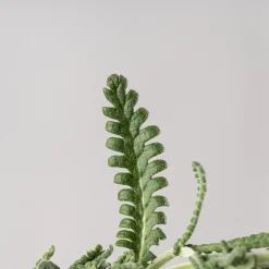 Lavanda dentata 'Candicans' - Planta aromática