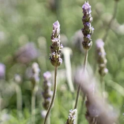 Lavanda dentata 'Candicans' - Planta aromática