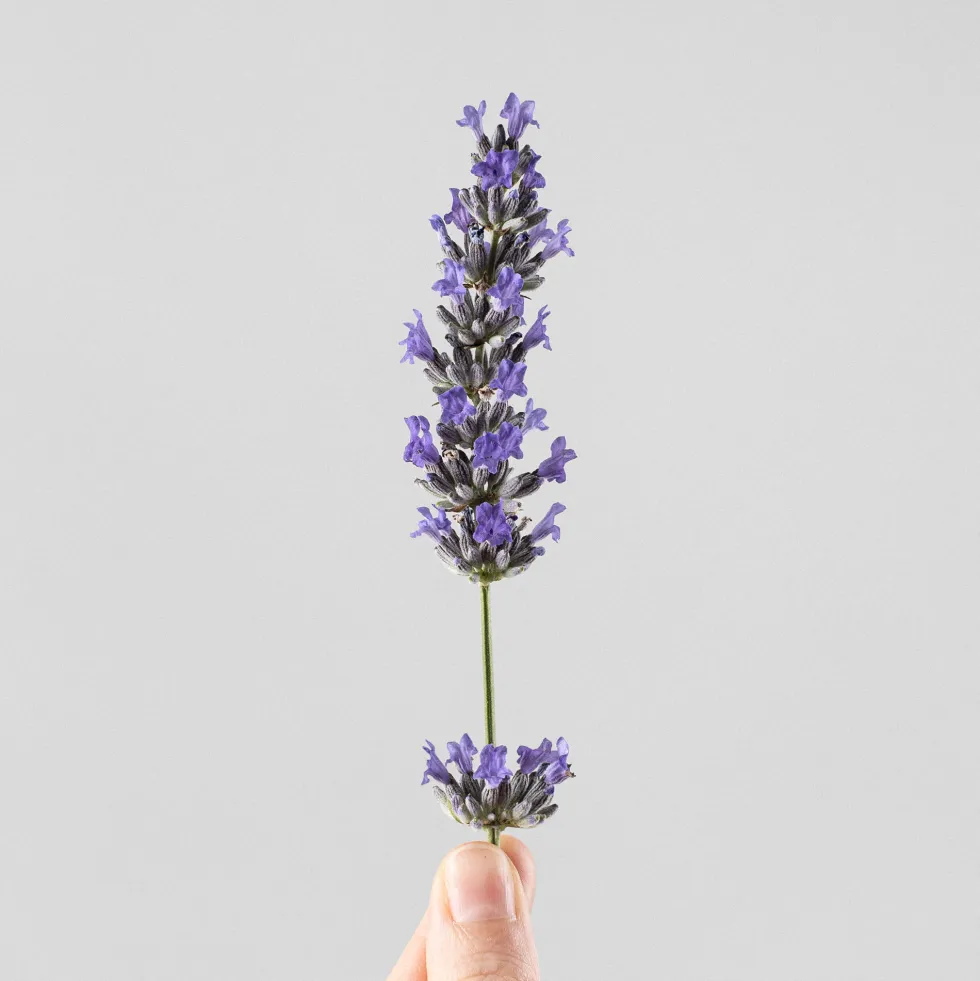 Lavandula angustifolia - Planta aromática
