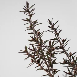 Leptospermum scoparium (Manuka)