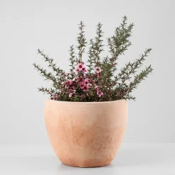 Leptospermum scoparium (Manuka)