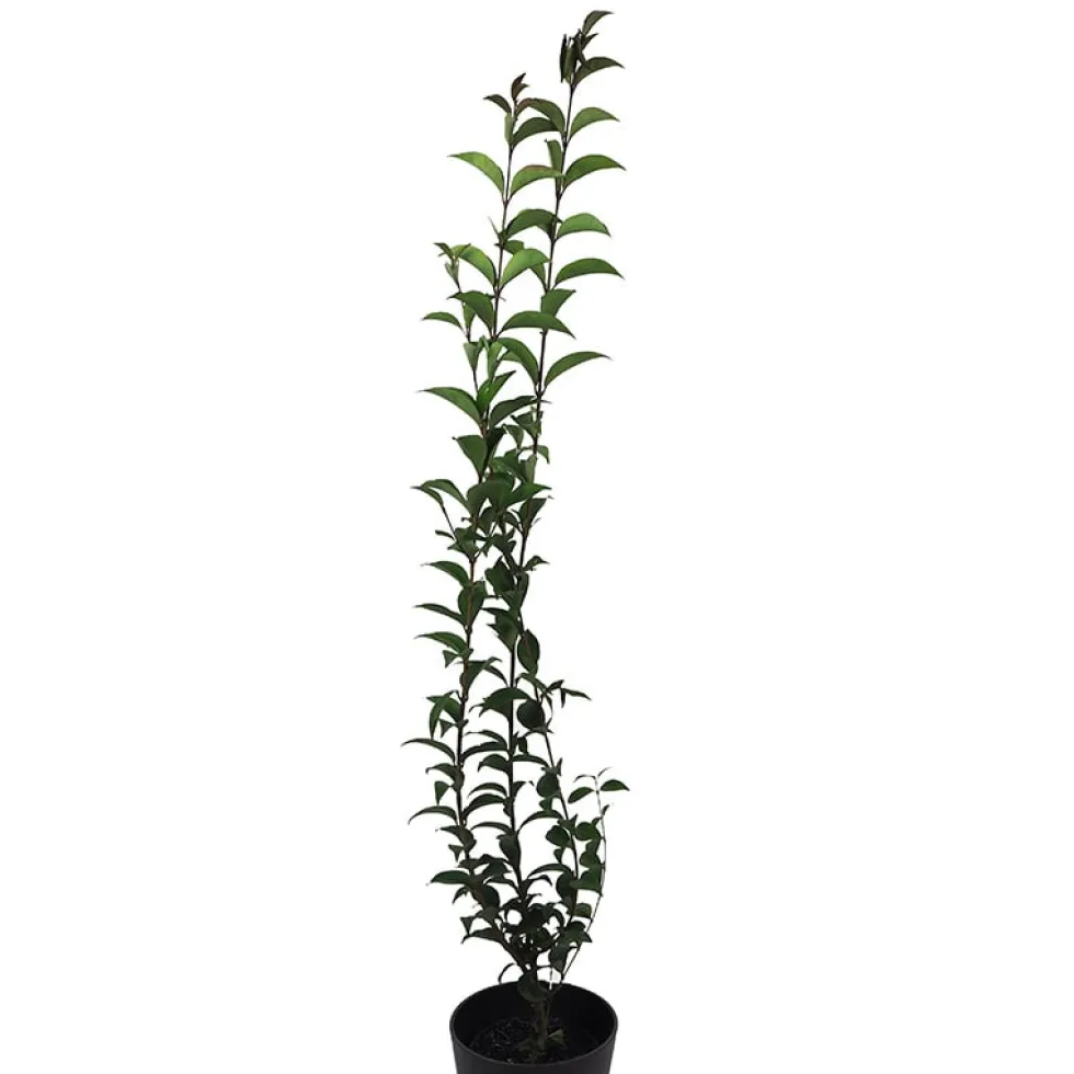 Ligustrum japonicum (Aligustre)