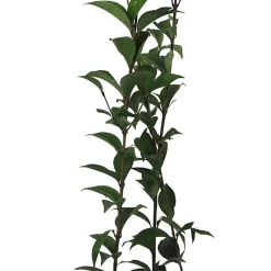 Ligustrum japonicum (Aligustre)