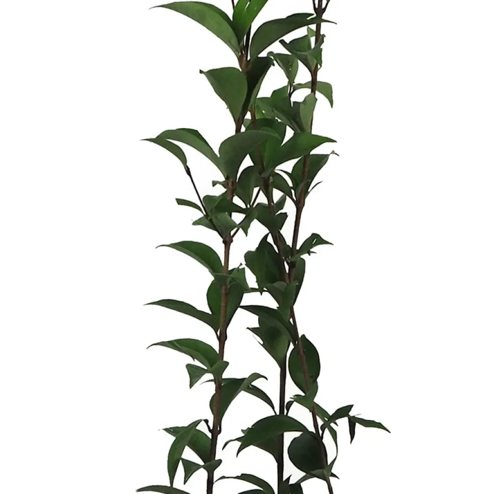 Ligustrum japonicum (Aligustre)