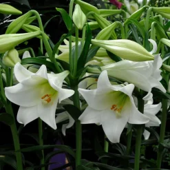 Lilium longiflorum 'Miracle'