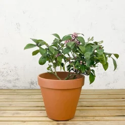 Limonero (Citrus limon)