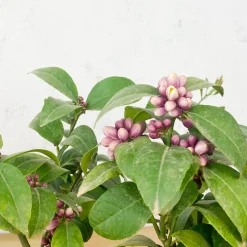 Limonero (Citrus limon)
