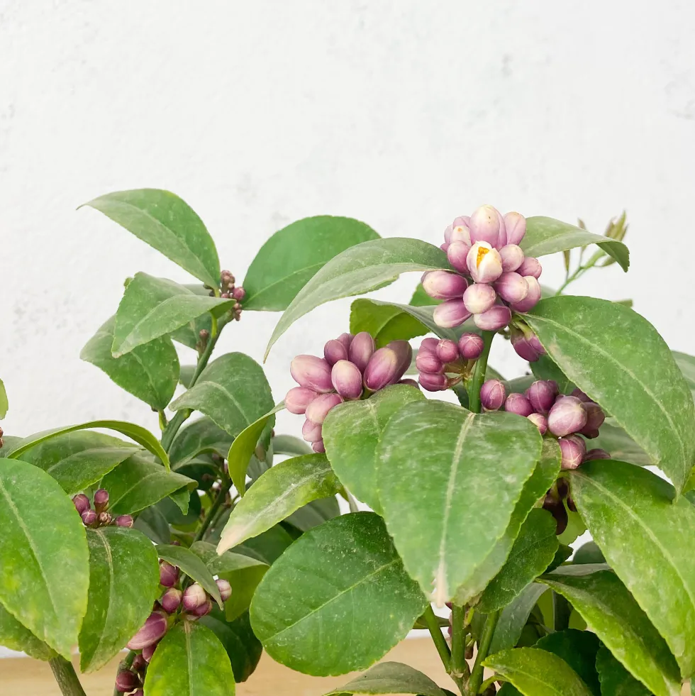 Limonero (Citrus limon)