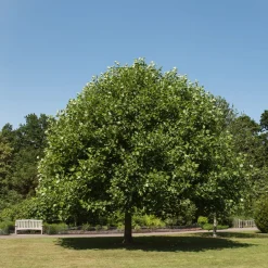 Liriodendron tulipifera