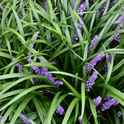 Liriope muscari 'Big blue'