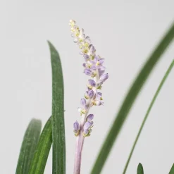 Liriope muscari 'Big blue'