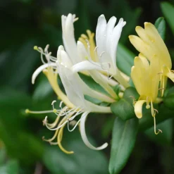 Lonicera japonica (Madreselva blanca)