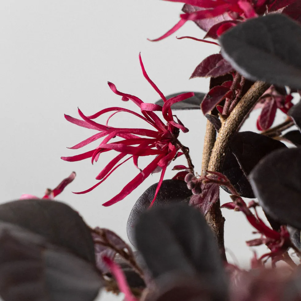 Loropetalum chinense 'Black Pearl'