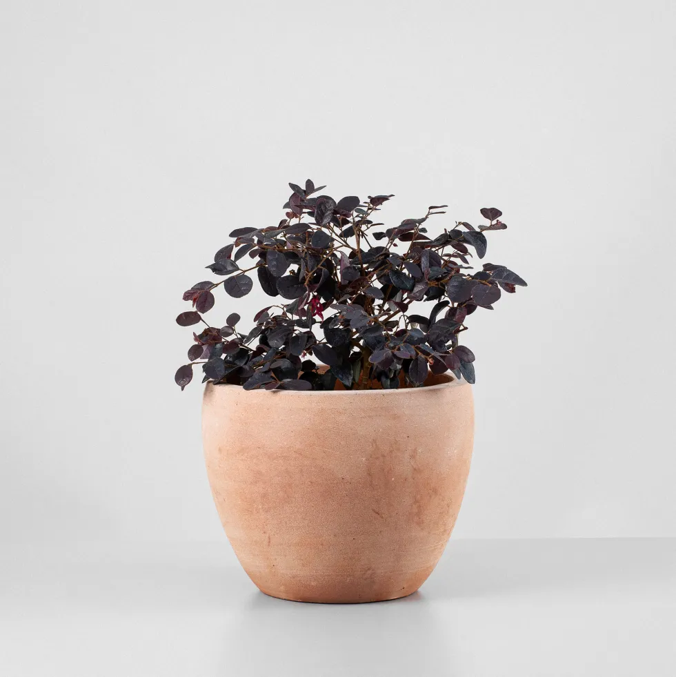 Loropetalum chinense 'Black Pearl'