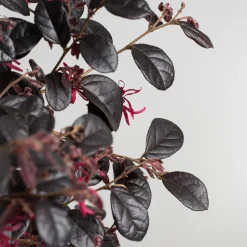 Loropetalum chinense 'Black Pearl'