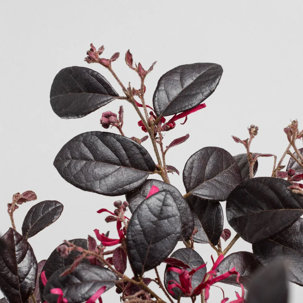 Loropetalum chinense 'Black Pearl'