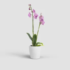 Maceta para Orquídeas Thalia blanca