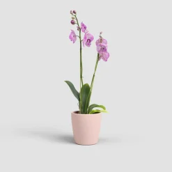 Maceta para Orquídeas Thalia rosa
