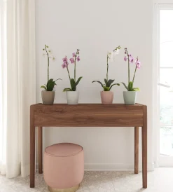 Maceta para Orquídeas Thalia verde claro