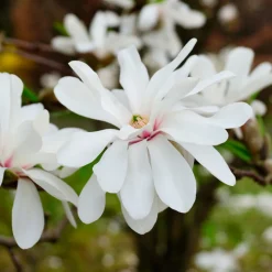 Magnolia caduca (colores variados)