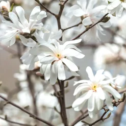 Magnolia caduca (colores variados)