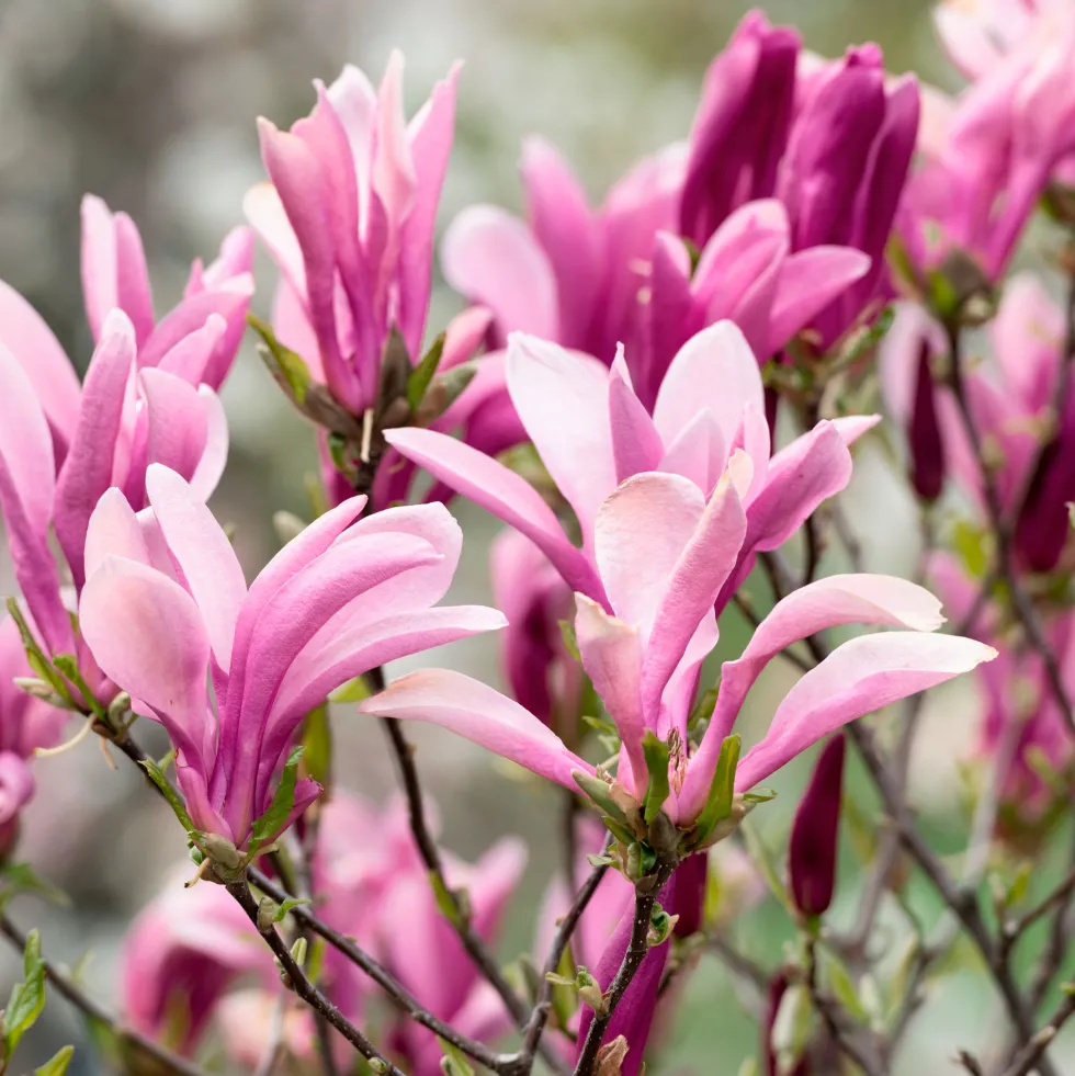 Magnolia caduca (colores variados)
