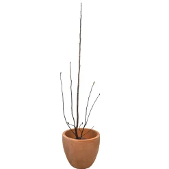 Magnolia caduca (colores variados)