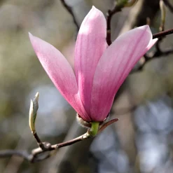 Magnolia caduca (colores variados)