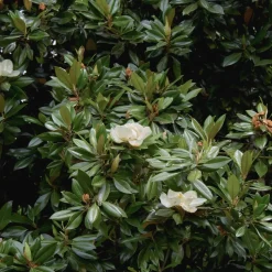 Magnolia grandiflora