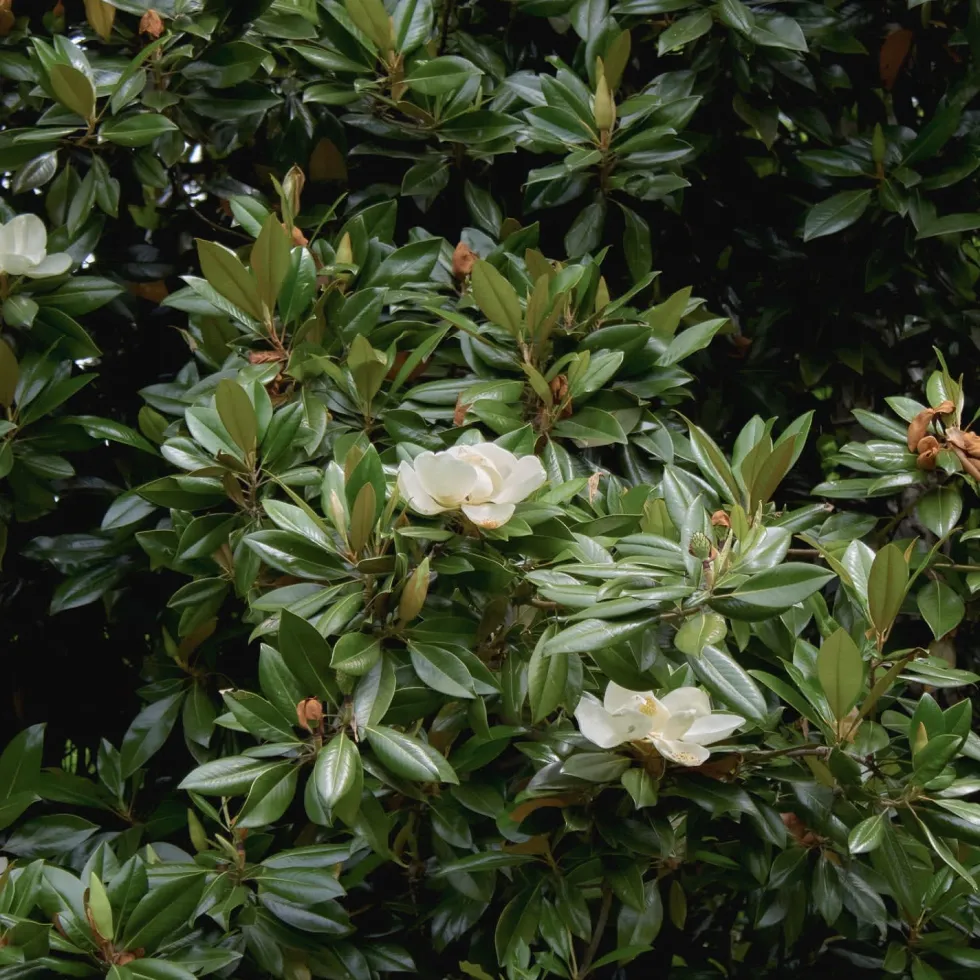 Magnolia grandiflora
