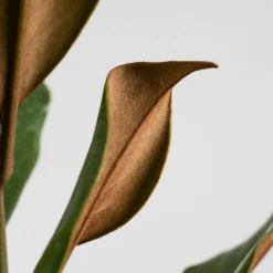 Magnolia grandiflora