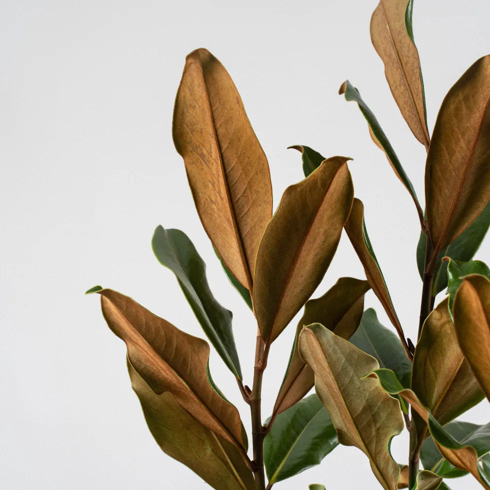 Magnolia grandiflora