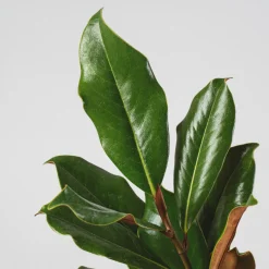 Magnolia grandiflora