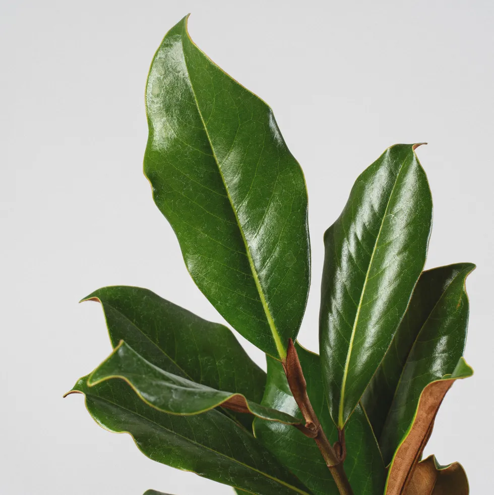 Magnolia grandiflora