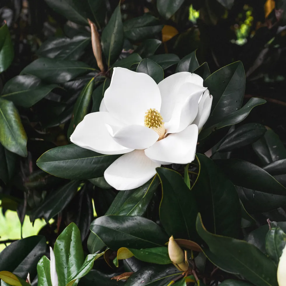 Magnolia grandiflora